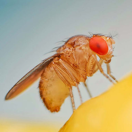 fruit-fly-adobestock-449994398.jpg