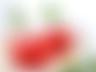 Sharbat — Rose Cordial