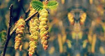 Hornbeam