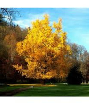 ginkgo.jpeg