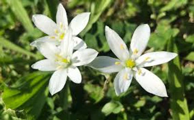 star of bethlehem.jpeg