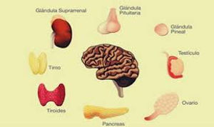 Sistema endocrino.jpeg