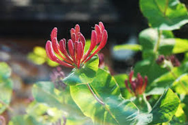 honeysuckle - Copie.jpeg