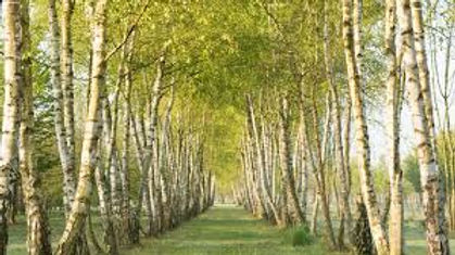 betula.jpeg