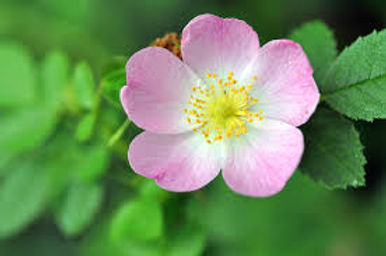 Wild Rose