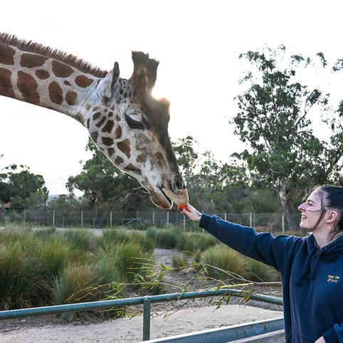 Zoo/Animal Shelter Maintenance Schedules