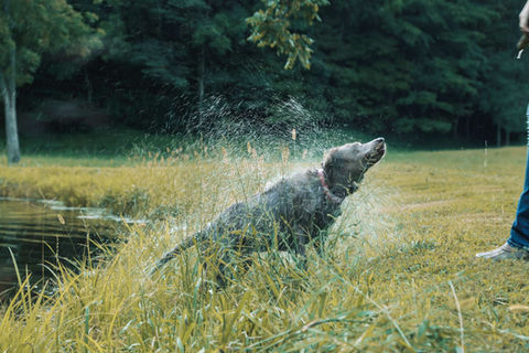 Silver and Charcoal Labs photo