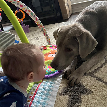 Silver Lab