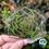 Thumbnail: Succulent Suncatchers