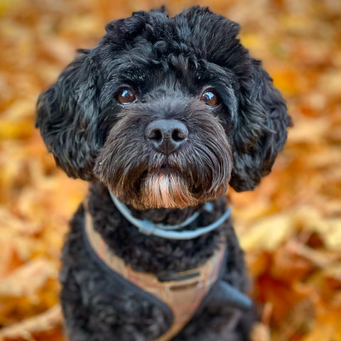 8 year old Cavapoo