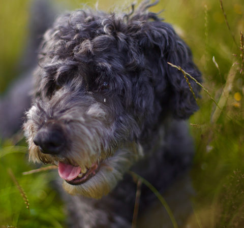 10 year old Schnoodle