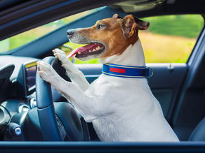 Traveling Safely With Pets In Your Car
