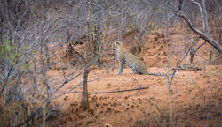 Sud Africa...