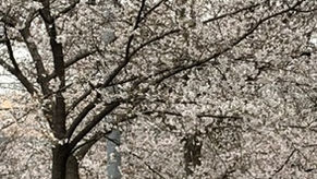 【2026.3.28】令和8年度予算、付帯決議が付いて賛成多数で可決。実り多い事業に賛成としました