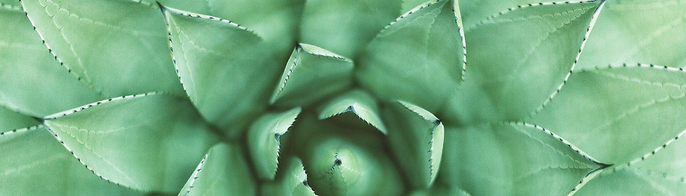 Green Plant