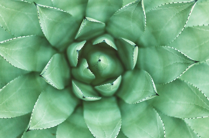 Green Plant