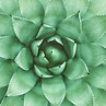 Agave Plant Close-Up