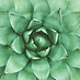 Green Plant