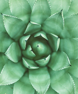 Plante verte