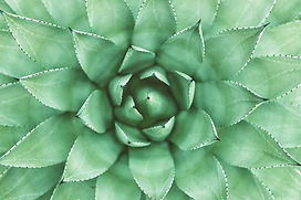 Agave Plant Close-Up