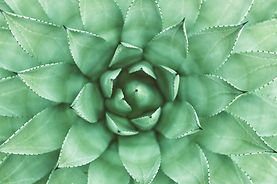 綠色植物