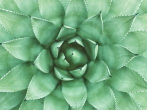 Agave Plant Close Up