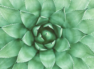 Planta verde