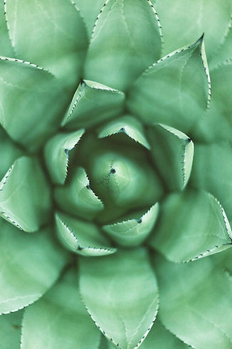 Green Plant