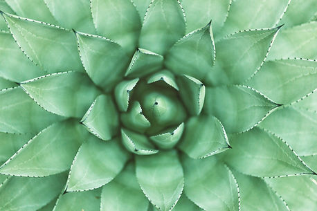 plant image
