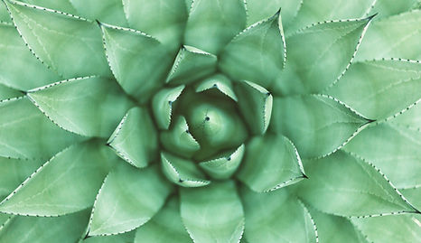 Green Plant