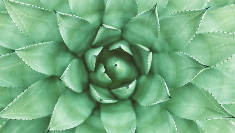 Compassion Focussed Therapy