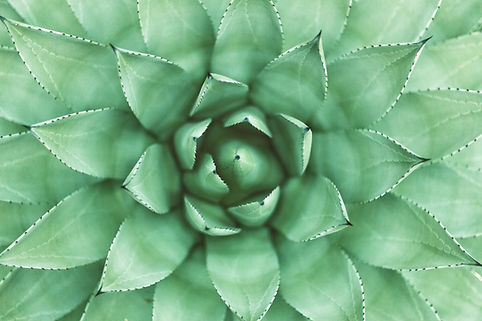 緑色植物