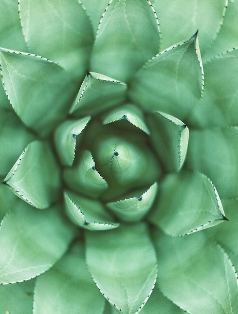 Green Plant