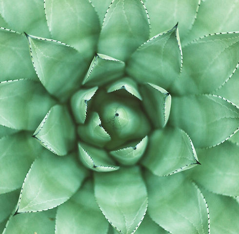 Green Plant