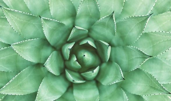Green Plant