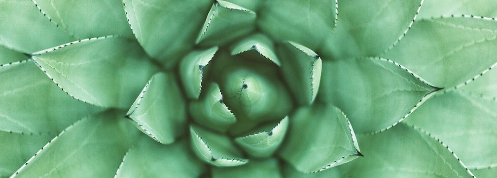 Groene plant