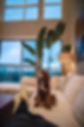 a brown and white cavapoo sits on the couch in its new family's home