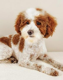 Murphy