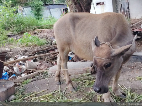 “Agatatakaw ti nuang nakonsensiya?”: Stolen ‘pang-40 days’ Carabao recovered in Bulanao