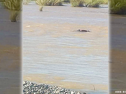 Missing man from Abra found dead in Santa, Ilocos Sur