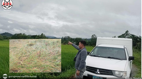 Appas BLGU, Tabuk City assesses agricultural losses following devastation left by 3 typhoons