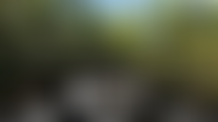 Baguio Arboretum: A living collection of trees set to open as new green sanctuary along Leonard Wood Road