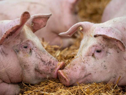 Aguinaldo, Ifugao bans entry of hog dealers and buyers to avert spread of ASF