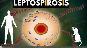 9 deaths, 376 leptospirosis cases recorded in Cagayan; Lasam has the highest number