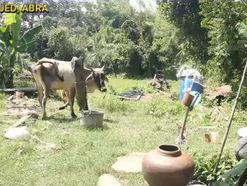 Cow kills 81-yr.-old man in Bangued, Abra