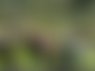 No road, no problem: Barlig heroes carry injured farmer 6 kilometers through mountains to safety