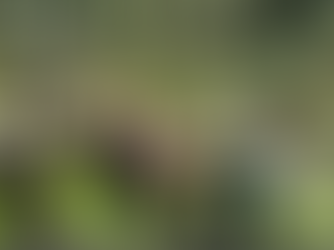 No road, no problem: Barlig heroes carry injured farmer 6 kilometers through mountains to safety