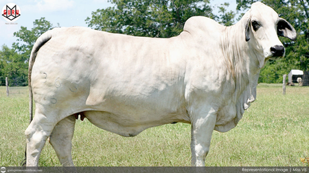 53-yr.-old farmer in Ifugao lost cow to cattle thieves; Daughter offers 5,000 bounty