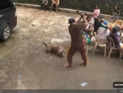 LGU driver fined ₱100,000 for beating dog to death in Mt. Province