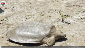 Saved by community, returned to the wild: Endangered Cantor Turtle swims back home